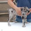 This is a merle female. She is still available.